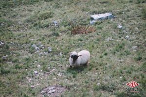 gallery VDR et Valais – La vallée de Conches, chapitre final