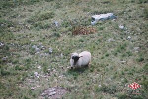 gallery VDR et Valais – La vallée de Conches, chapitre final